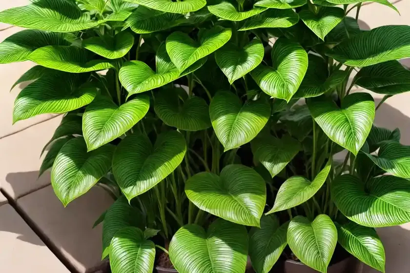Microsorum (microsorum musifolium) — photo 3