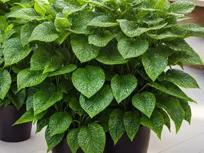 Microsorum (Microsorum Musifolium)