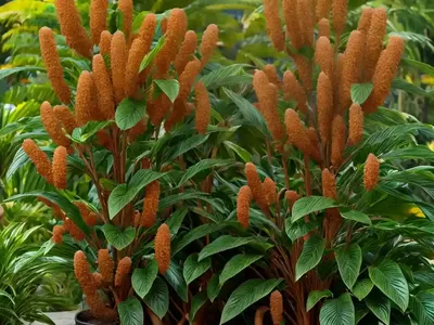 Midnight Ginger (Zingiber Malayensis)