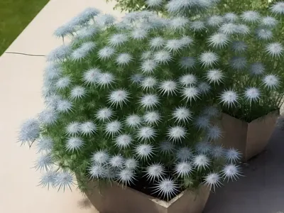 Midnight, Spanish Love-In-A-Mist (Nigella Hispanica)