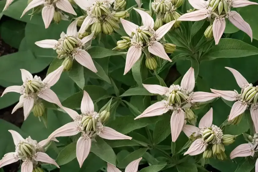Milkweed (asclepias syriaca) — photo 2