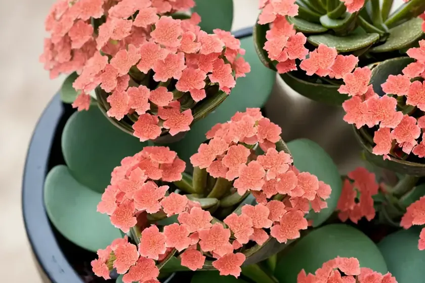 Milky widow’s thrill (kalanchoe laxiflora) — photo 2