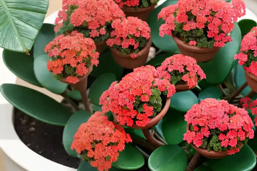 Milky widow’s thrill (kalanchoe laxiflora) — photo 3