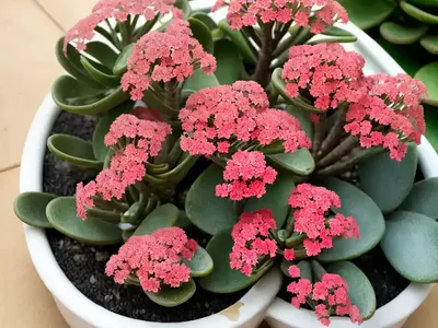 Milky Widow’s Thrill (Kalanchoe Laxiflora)