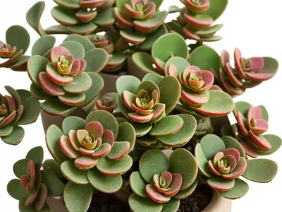 Millot Kalanchoe (Kalanchoe Millotii)