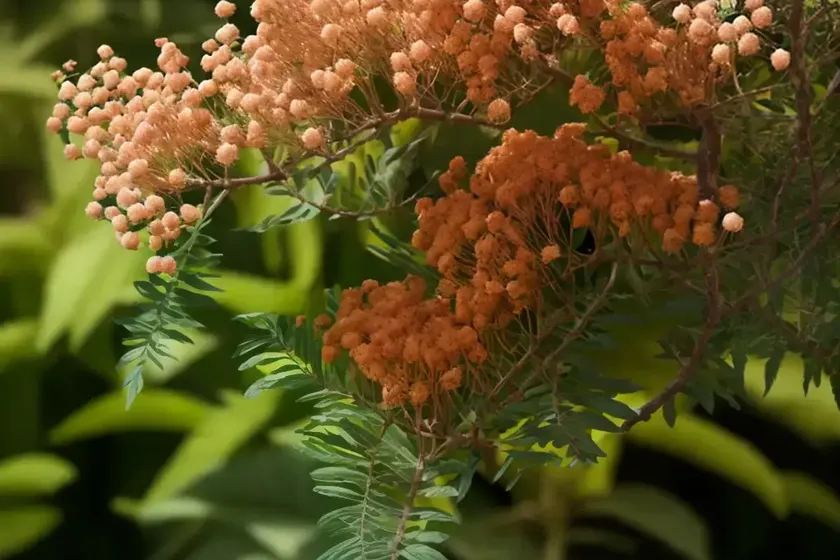 Mimosa (albizia julibrissin ‘summer chocolate’) — photo 2