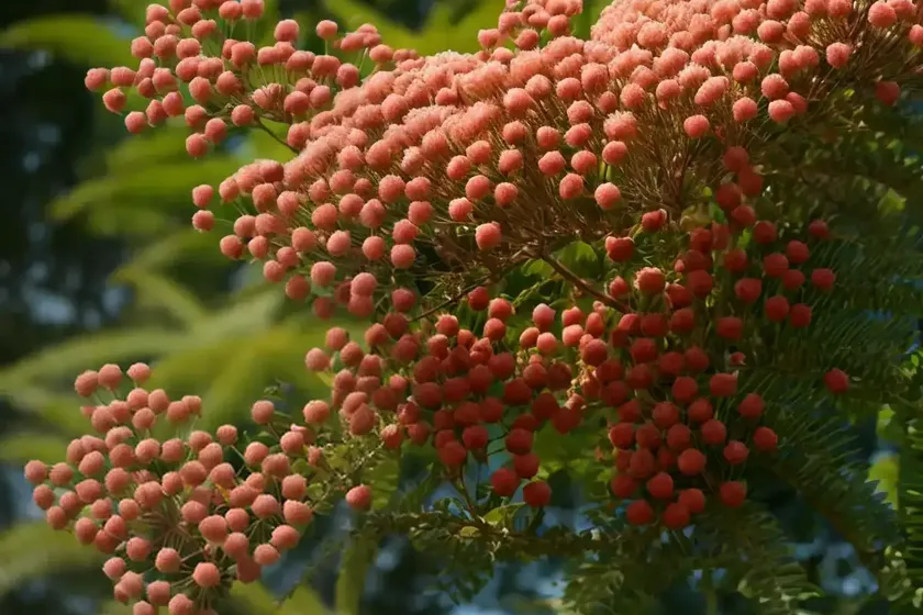 Mimosa (albizia julibrissin ‘summer chocolate’) — photo 3