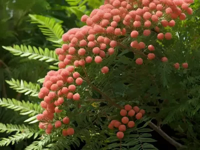 Mimosa (Albizia Julibrissin ‘Summer Chocolate’)