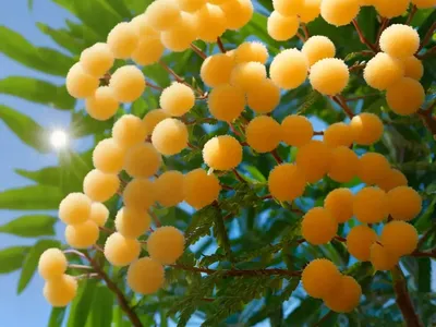 Mimosa (Mimosa Pudica)