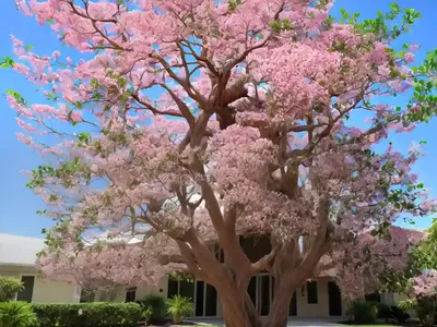 Mimosa Tree (Albizia Julibrissin)