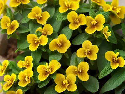 Mimulus Primuloides (Primrose Monkey Flower)