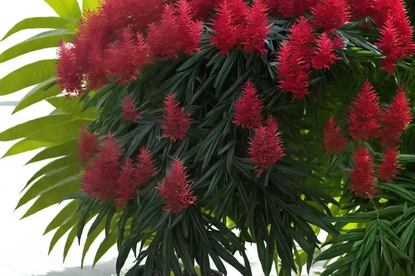 Ming aralia (polyscias fruticosa) — photo 2