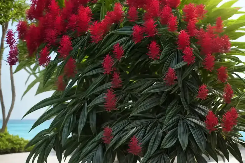Ming aralia (polyscias fruticosa) — photo 3