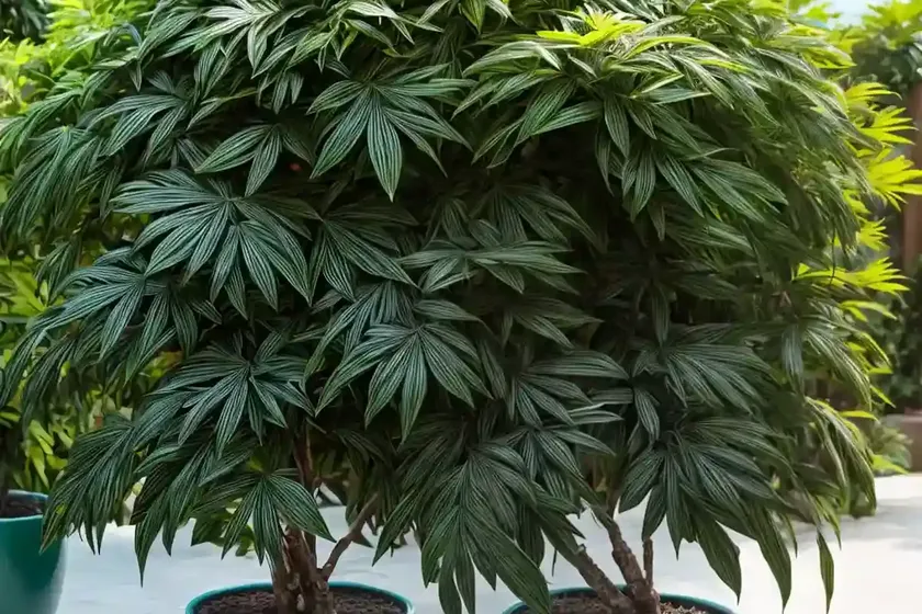 Ming aralia (polyscias fruticosa) — photo 3