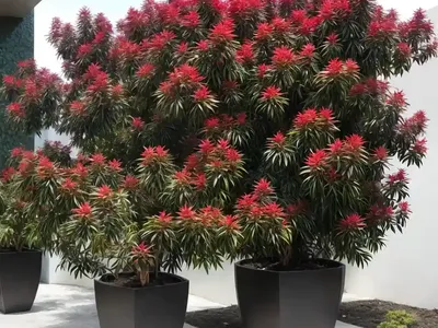 Ming Aralia (Polyscias Fruticosa)