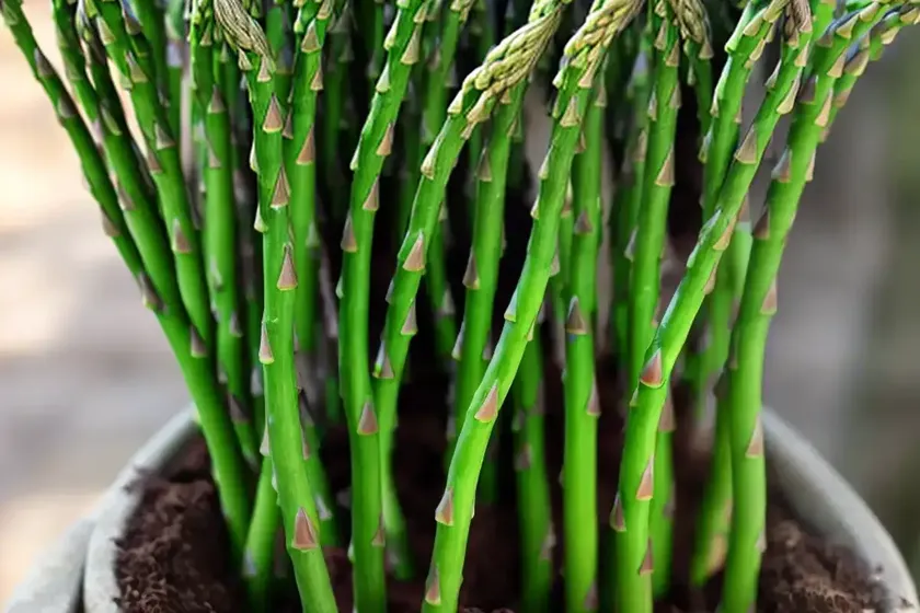 Ming fern (asparagus myriocladus) — photo 3