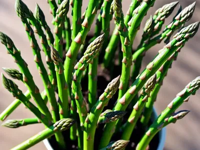 Ming Fern (Asparagus Retrofractus)