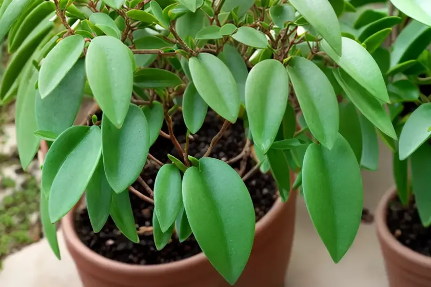 Mingimingi (coprosma propinqua) — photo 3