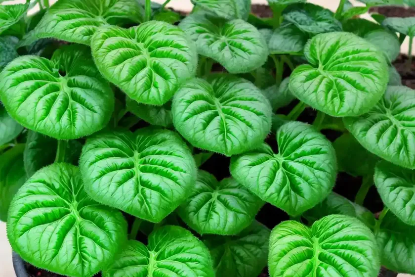 Mini red vein (fittonia verschaffeltii “mini red vein”) — photo 3