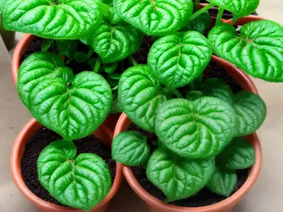 Mini Red Vein (Fittonia Verschaffeltii “Mini Red Vein”)
