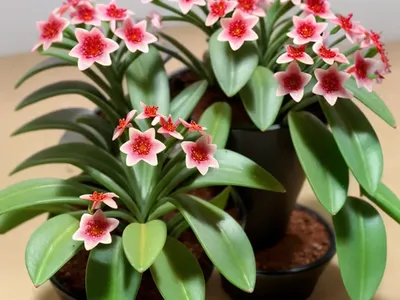 Miniature Wax Plant (Hoya Lanceolata Subsp. Bella)