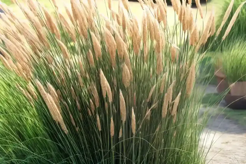 Miscanthus nepalensis (himalaya fairy grass) — photo 2