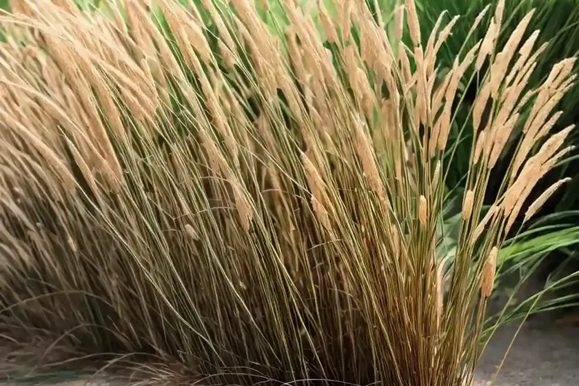Miscanthus nepalensis (himalaya fairy grass) — photo 3