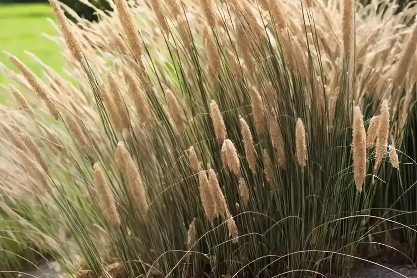 Miscanthus nepalensis (himalaya fairy grass)