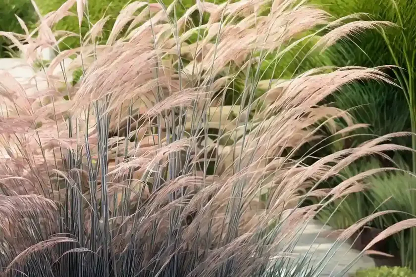 Miscanthus sinensis ‘flamingo’ (chinese silver grass) — photo 2