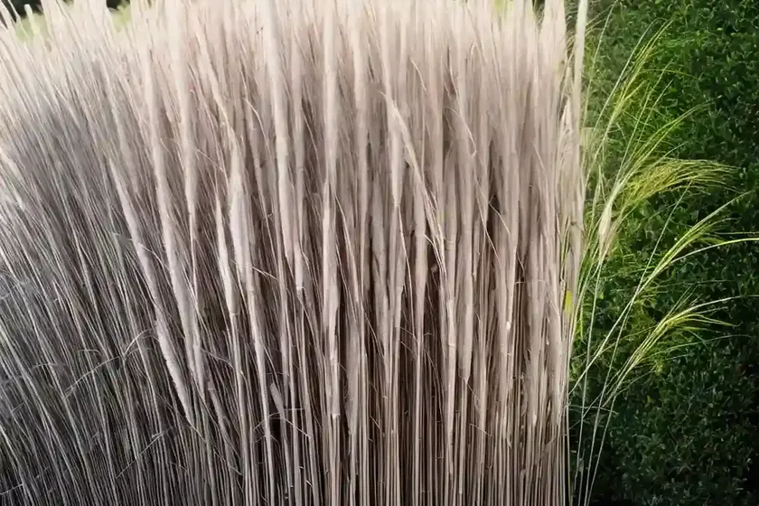 Miscanthus sinensis ‘flamingo’ (chinese silver grass) — photo 3