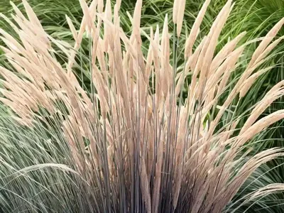 Miscanthus Sinensis ‘Flamingo’ (Chinese Silver Grass)