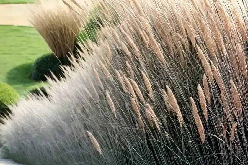 Miscanthus sinensis ‘gracillimus’ (chinese silver grass) — photo 2