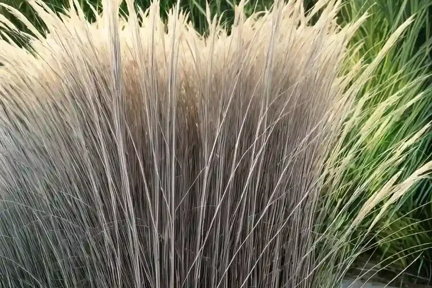 Miscanthus sinensis ‘gracillimus’ (chinese silver grass) — photo 3