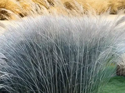 Miscanthus Sinensis ‘Gracillimus’ (Chinese Silver Grass)