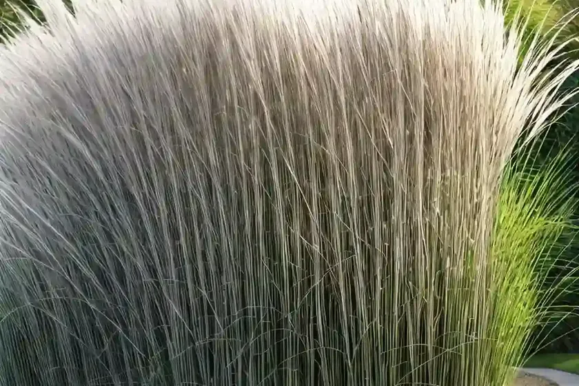 Miscanthus sinensis ‘grosse fontane’ (chinese silver grass) — photo 2