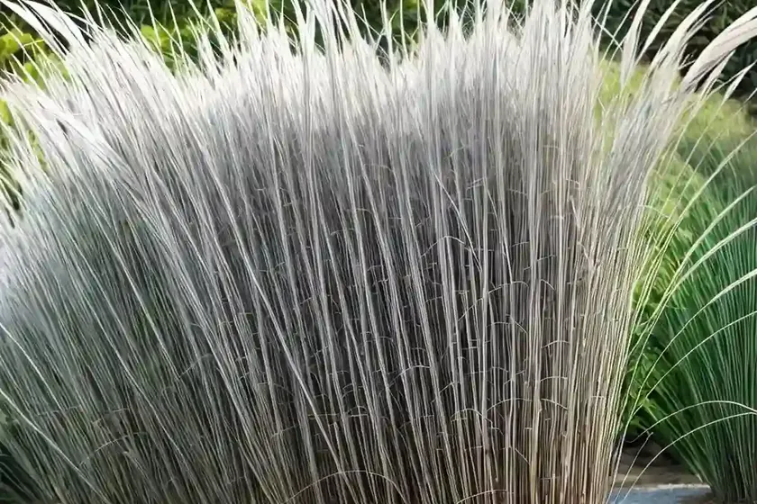 Miscanthus sinensis ‘grosse fontane’ (chinese silver grass) — photo 3