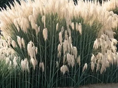 Miscanthus Sinensis ‘Grosse Fontane’ (Chinese Silver Grass)