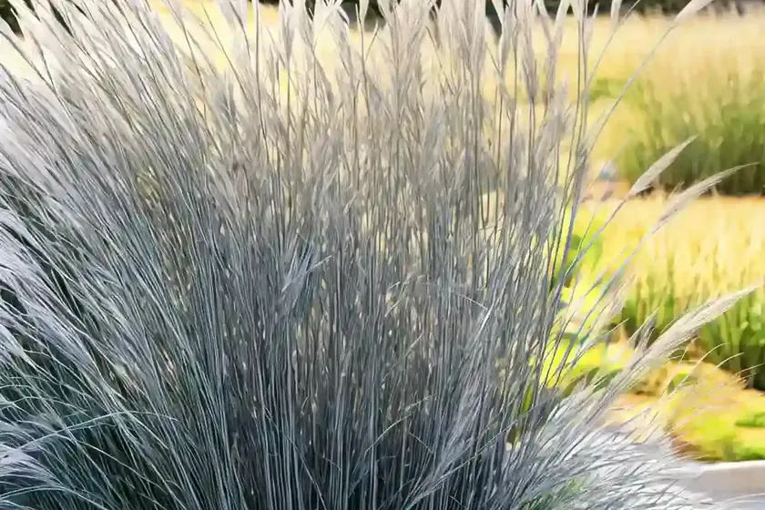 Miscanthus sinensis ‘kaskade’ (chinese silver grass) — photo 2