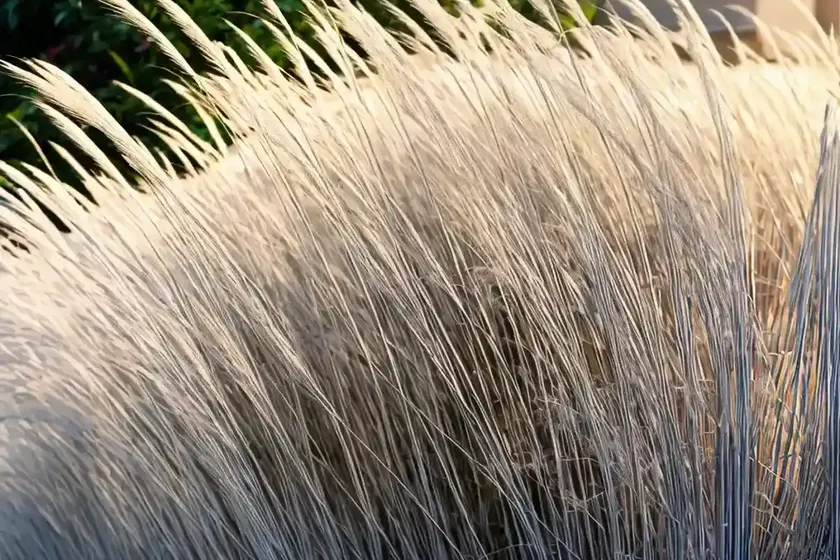 Miscanthus sinensis ‘kaskade’ (chinese silver grass) — photo 3