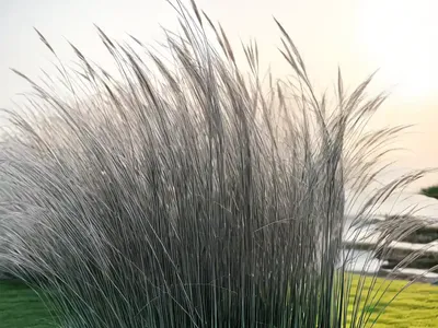 Miscanthus Sinensis ‘Kaskade’ (Chinese Silver Grass)
