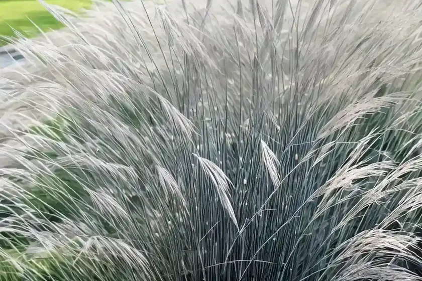 Miscanthus Sinensis ‘Kleine Silberspinne’ (Chinese Silver Grass) — photo 2