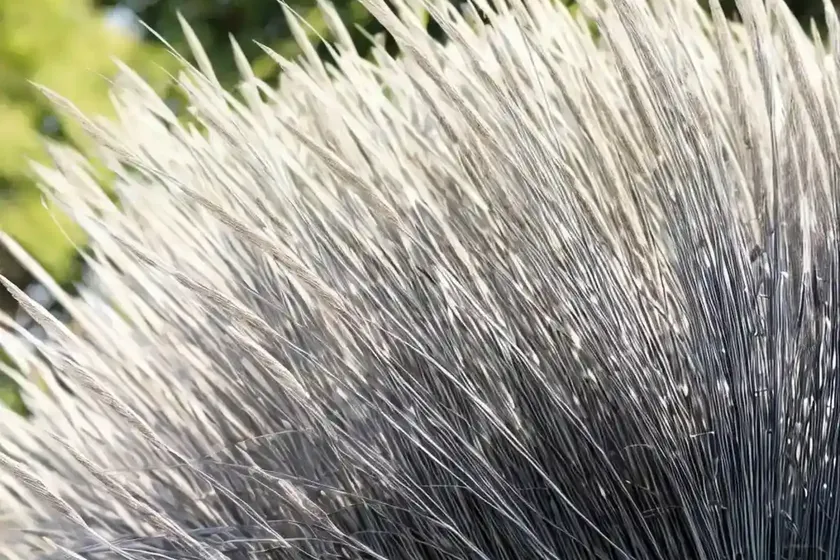 Miscanthus Sinensis ‘Kleine Silberspinne’ (Chinese Silver Grass) — photo 3