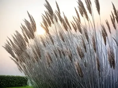 Miscanthus Sinensis ‘Kleine Silberspinne’ (Chinese Silver Grass)