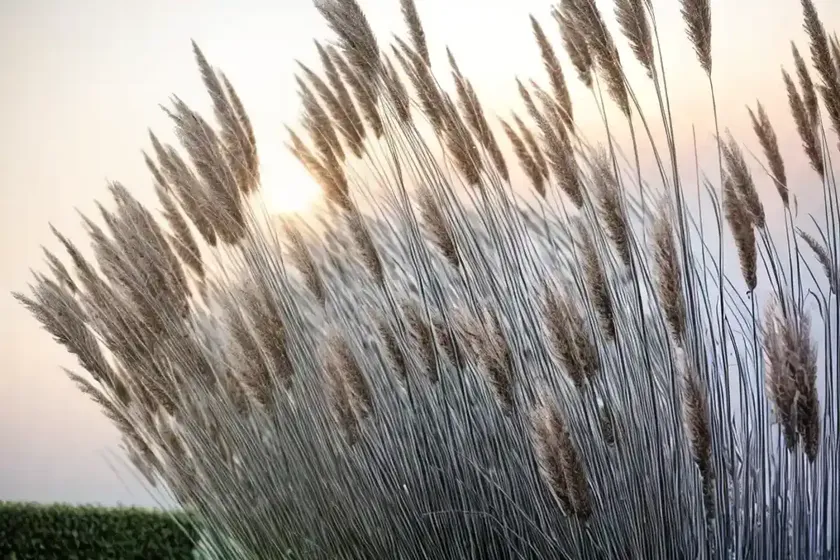 Miscanthus Sinensis ‘Kleine Silberspinne’ (Chinese Silver Grass)