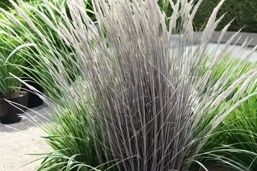 Miscanthus sinensis ‘little kitten’ (chinese silver grass) — photo 2