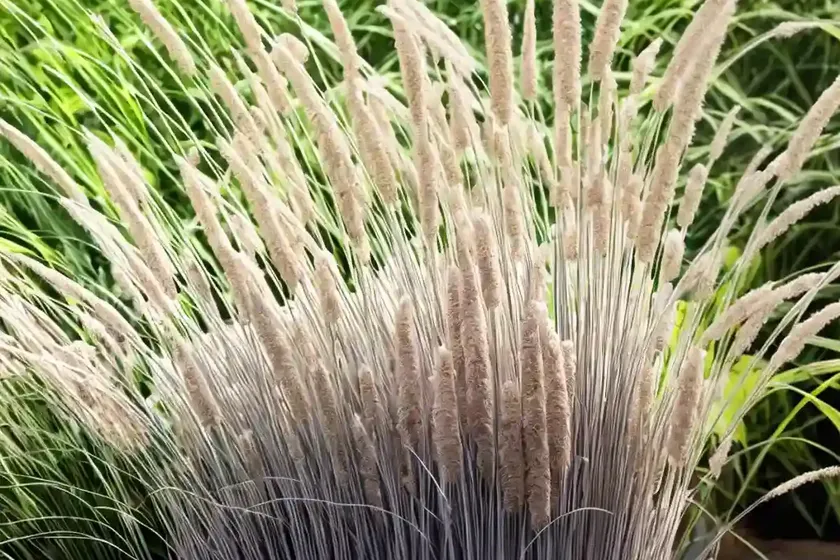Miscanthus sinensis ‘little kitten’ (chinese silver grass) — photo 3