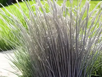 Miscanthus Sinensis ‘Little Kitten’ (Chinese Silver Grass)