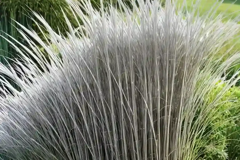 Miscanthus sinensis ‘malepartus’ (chinese silver grass) — photo 2