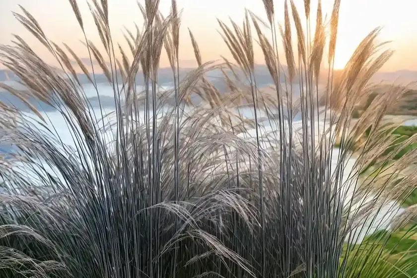 Miscanthus sinensis ‘malepartus’ (chinese silver grass) — photo 3