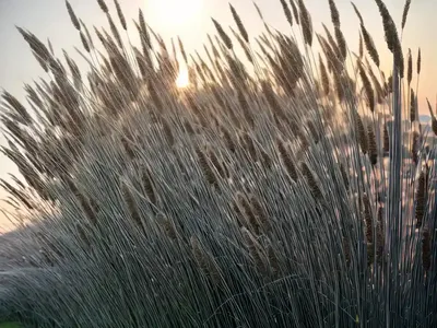 Miscanthus Sinensis ‘Malepartus’ (Chinese Silver Grass)